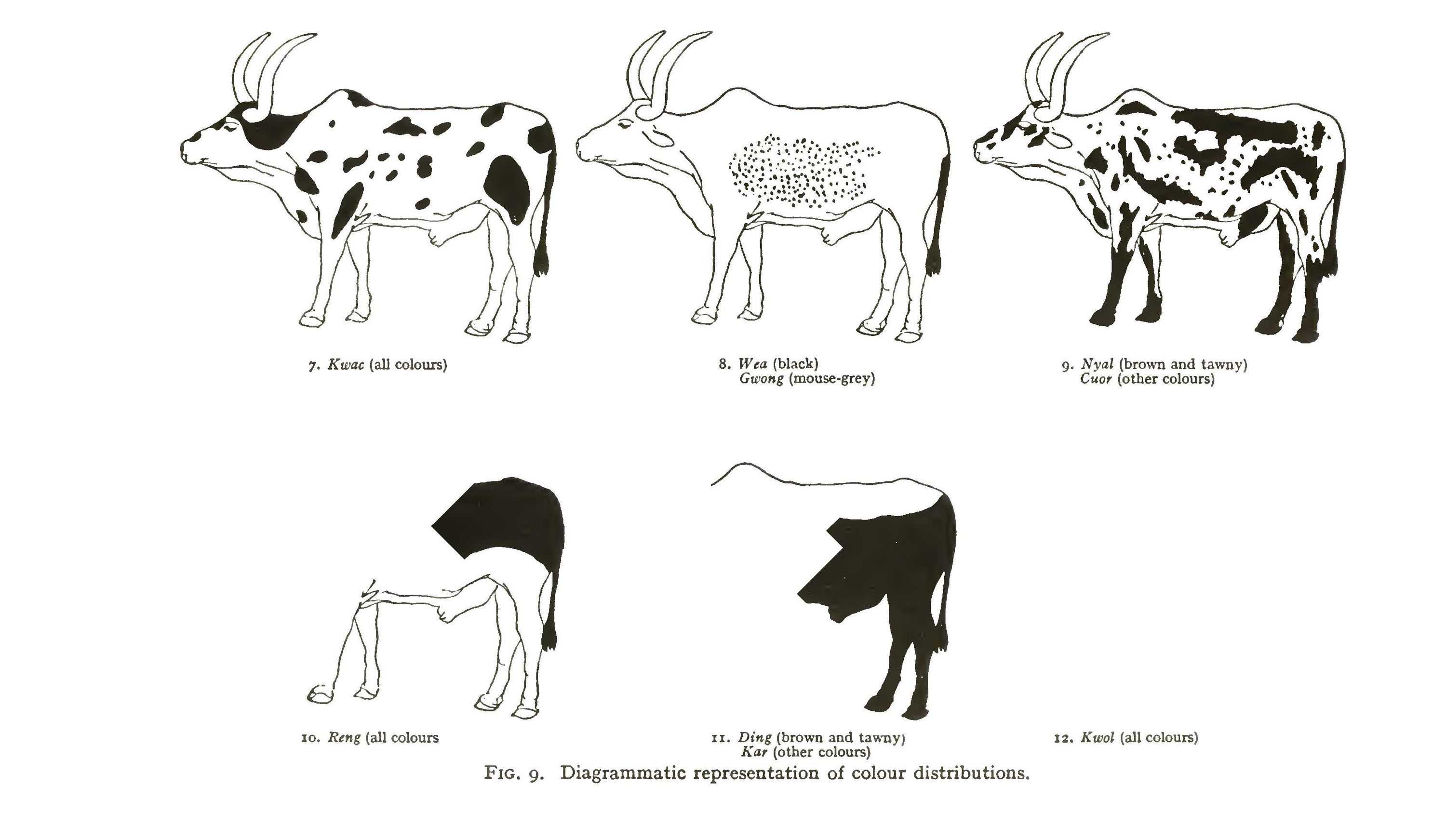 evans-pritchard - types of cow color patterns 2 - cool