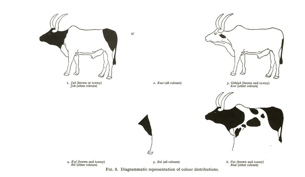 Evans-Pritchard - Types of cow color patterns - cool